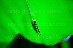 p.giocoso-0211-Costa Rica-Tortuguero-012