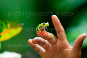 p.giocoso-0211-Costa Rica-Tortuguero-014