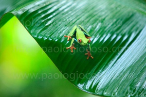 p.giocoso-0211-Costa Rica-Tortuguero-030