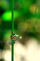 p.giocoso-0211-Costa Rica-Tortuguero-033