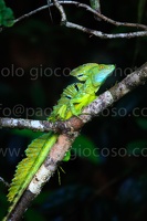 p.giocoso-0211-Costa Rica-Tortuguero-046