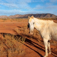 p.giocoso-0419-South Australia Landscapes-Flinders-016