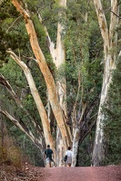 p.giocoso-0419-South Australia Landscapes-Flinders-038
