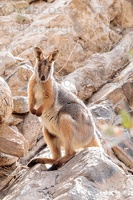 p.giocoso-0419-South Australia Landscapes-Flinders-044