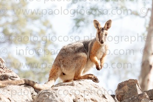 p.giocoso-0419-South Australia Landscapes-Flinders-045