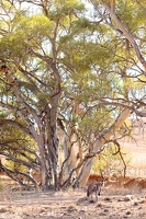 p.giocoso-0419-South Australia Landscapes-Flinders-051