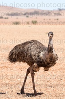 p.giocoso-0419-South Australia Landscapes-Flinders-055