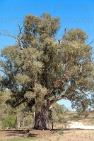 p.giocoso-0419-South Australia Landscapes-Flinders-090