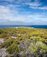 p.giocoso-0419-South Australia-Landscapes-Kangaroo-101