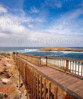 p.giocoso-0419-South Australia-Landscapes-Kangaroo-107