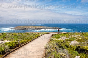 p.giocoso-0419-South Australia-Landscapes-Kangaroo-108