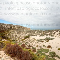 p.giocoso-0419-South Australia-Landscapes-Kangaroo-113