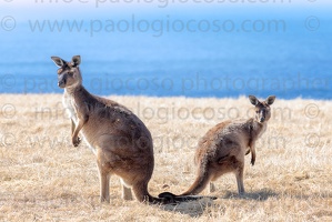 p.giocoso-0419-South Australia-Landscapes-Kangaroo-131