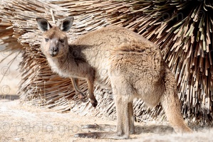 p.giocoso-0419-South Australia-Landscapes-Kangaroo-134