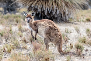 p.giocoso-0419-South Australia-Landscapes-Kangaroo-135