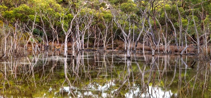 p.giocoso-0419-South Australia-Landscapes-Kangaroo-142