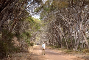 p.giocoso-0419-South Australia-Landscapes-Kangaroo-143