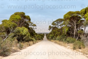 p.giocoso-0419-South Australia-Landscapes-Kangaroo-154