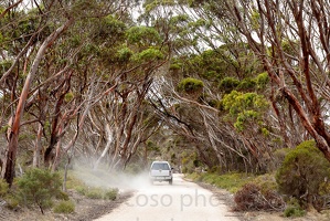 p.giocoso-0419-South Australia-Landscapes-Kangaroo-155