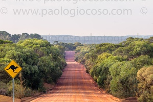 p.giocoso-0419-South Australia-Landscapes-Kangaroo-157