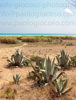 p.giocoso-0119-Wilds Beach West Sicily-023