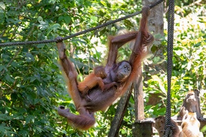 p.giocoso-0619-Borneo Malaysia-073
