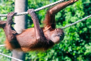 p.giocoso-0619-Borneo Malaysia-078