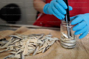 p.giocoso-0125- Zara & archipelago--095